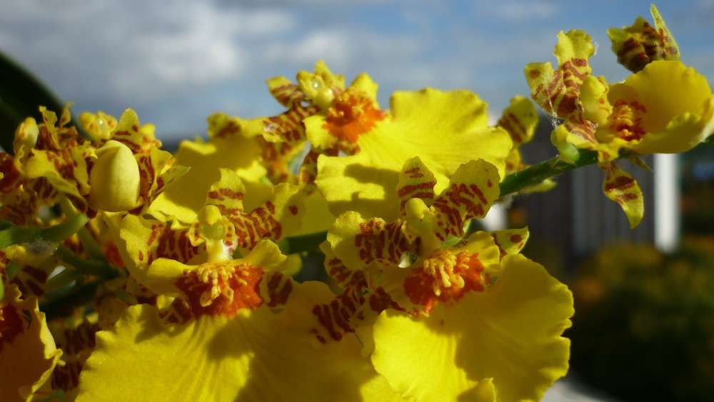 orchidée oncidium