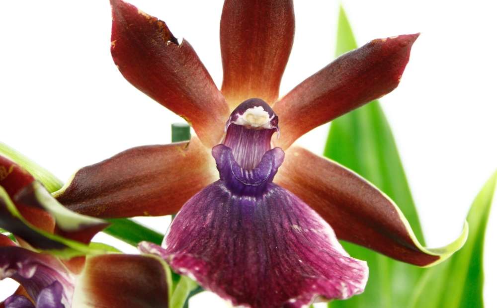 orchidée zygopetalum
