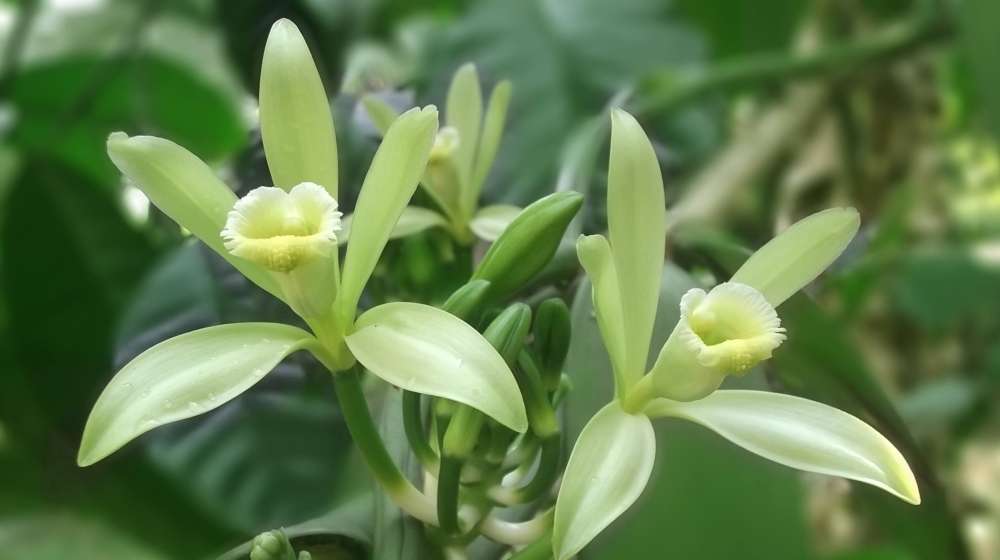 orchidée vanille