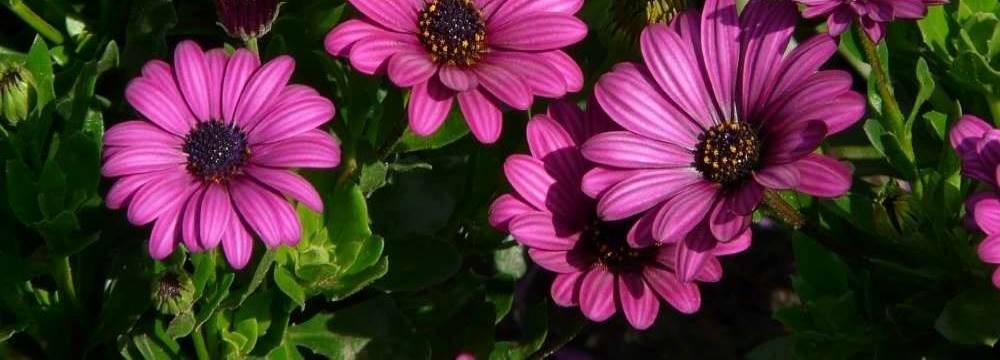 osteospermum varietes plantation entretien
