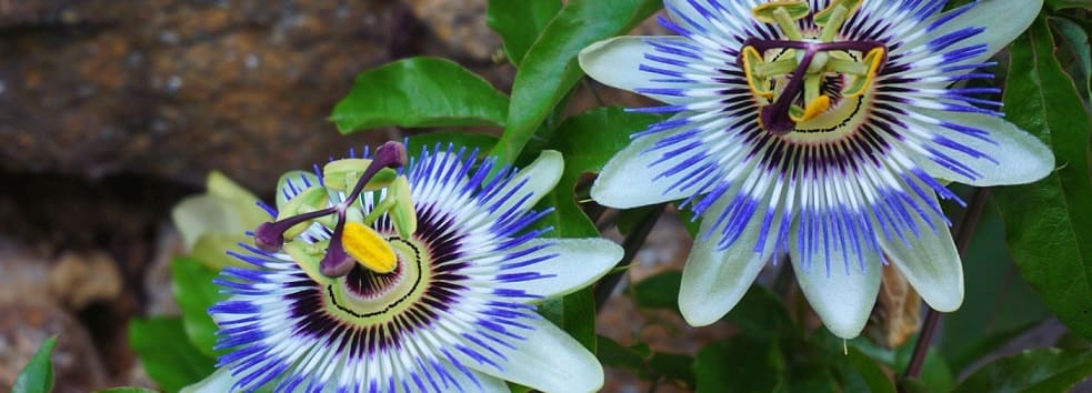passiflores