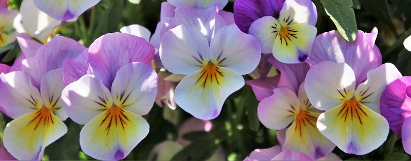 pensées jardin