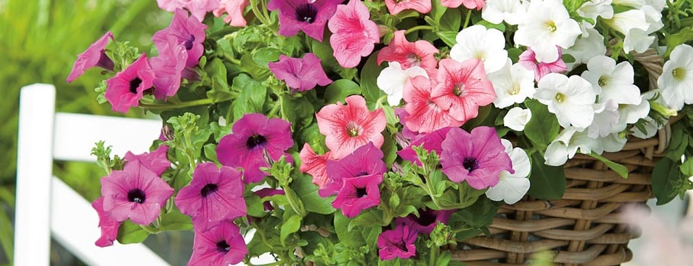 fleurs pétunias