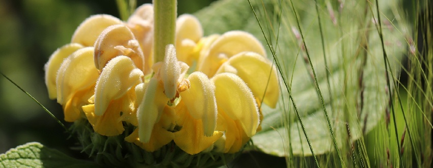 phlomis plante