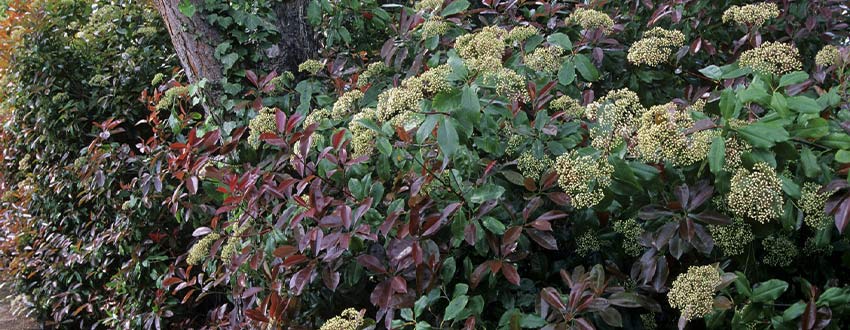 Photinia haie