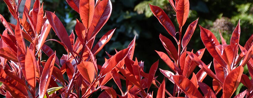 arbre Photinia
