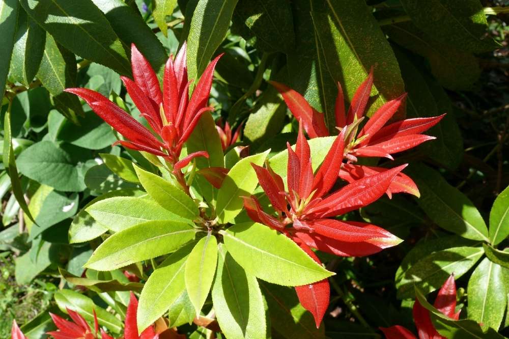 plantation pieris