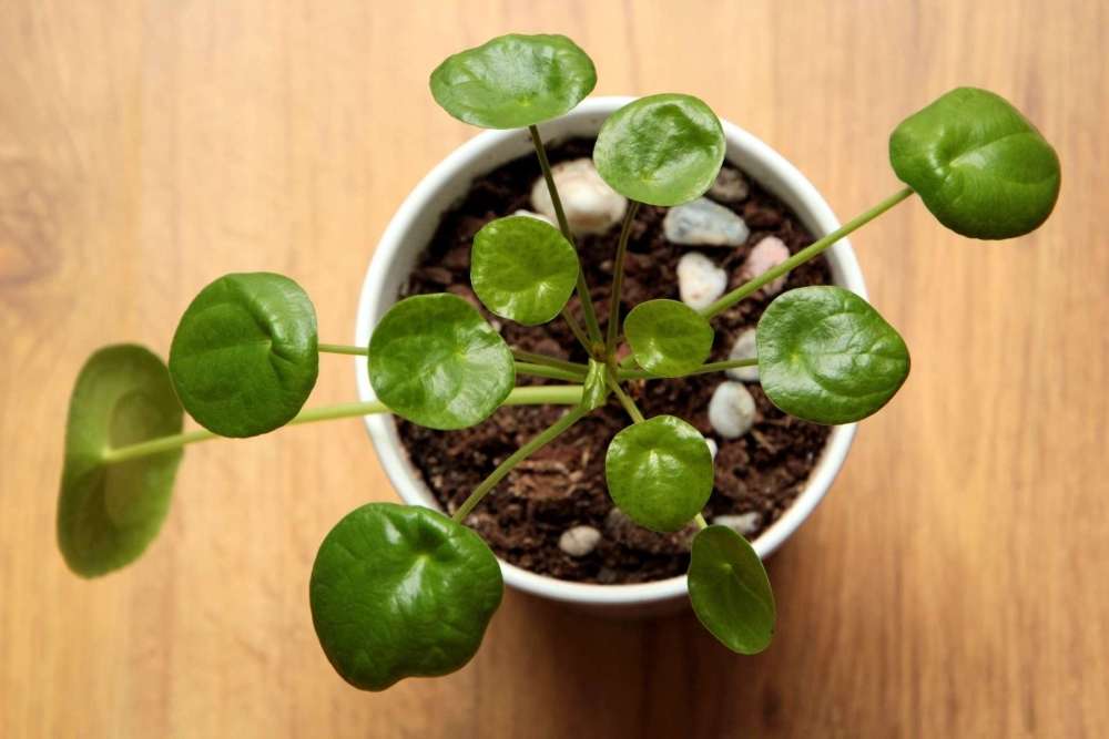 pilea peperomioides