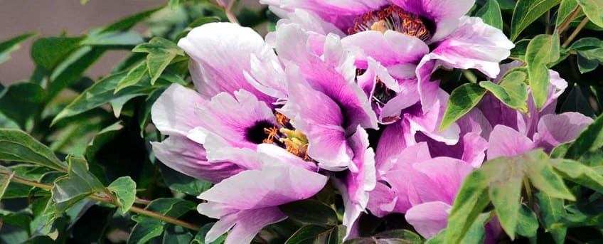 pivoines fleurs
