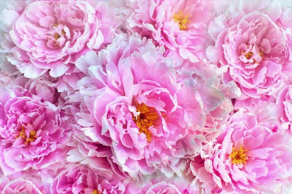 plantation pivoine herbacée