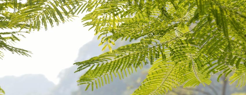 feuilles albizia