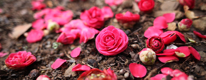 pétales camelia
