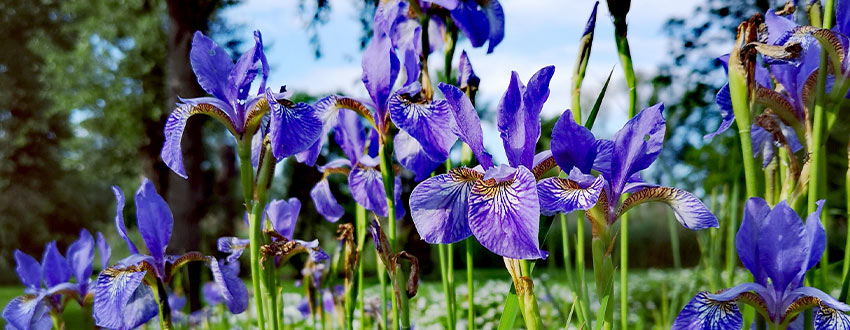 iris jardin