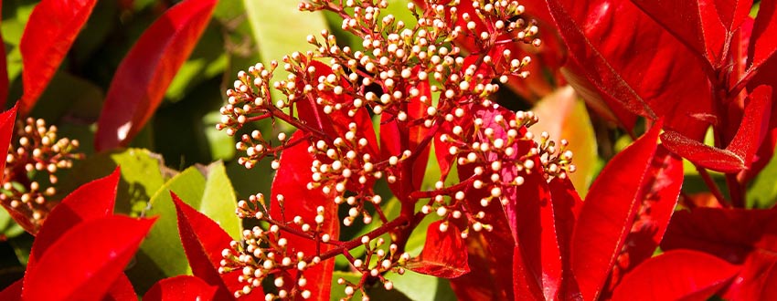 photinia red robin
