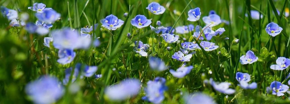 plantes vivaces veronique