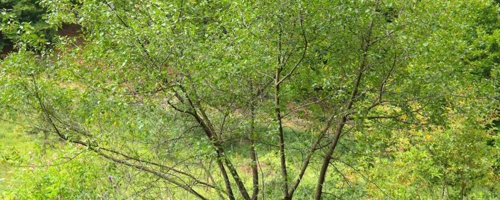 planter arbre et arbuste