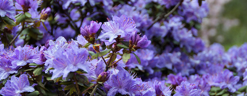 Buisson azalées