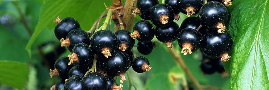 planter du cassis