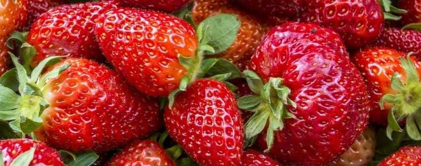 planter fraises