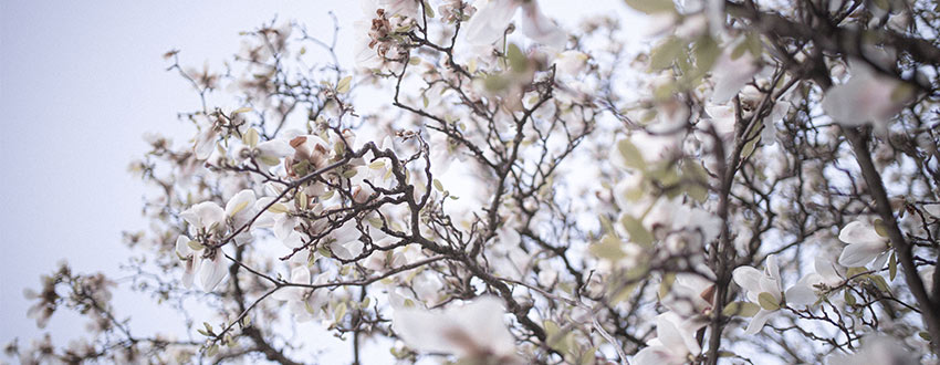 arbre magnolia
