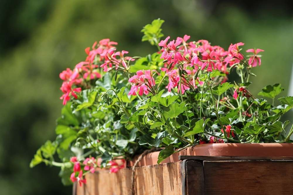 choisir plantes pour le balcon