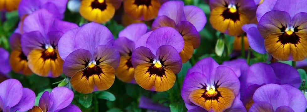 fleurs bisannuelles