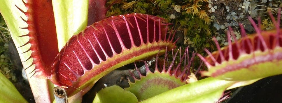 carnivores