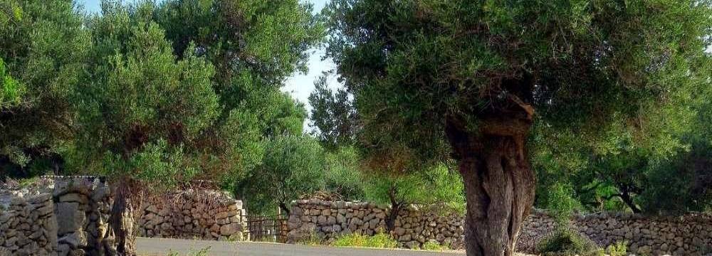 plantes méditerranéennes