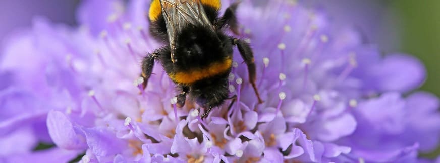 plantes pour abeilles