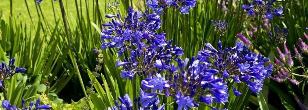 plantes vivaces