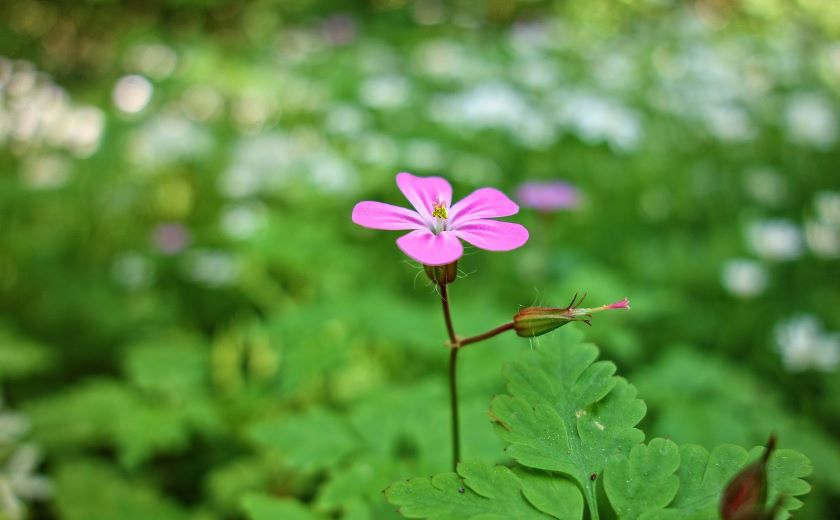 plantes repulsives