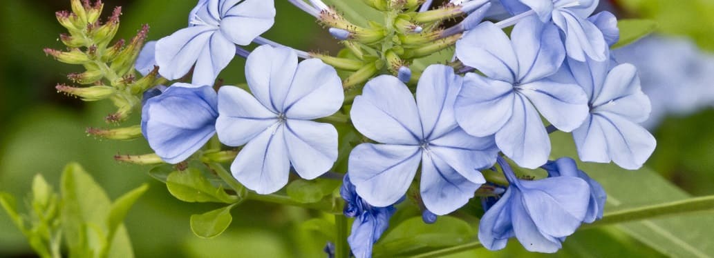 plumbago