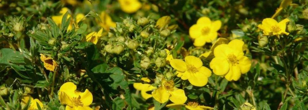 potentille fleur