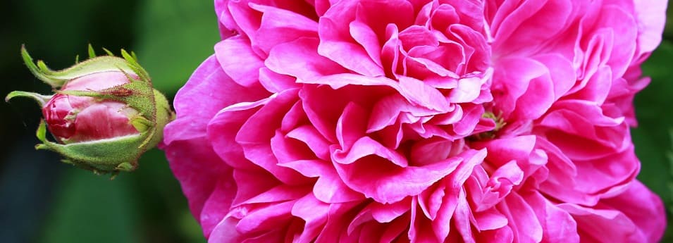 taille des rosiers