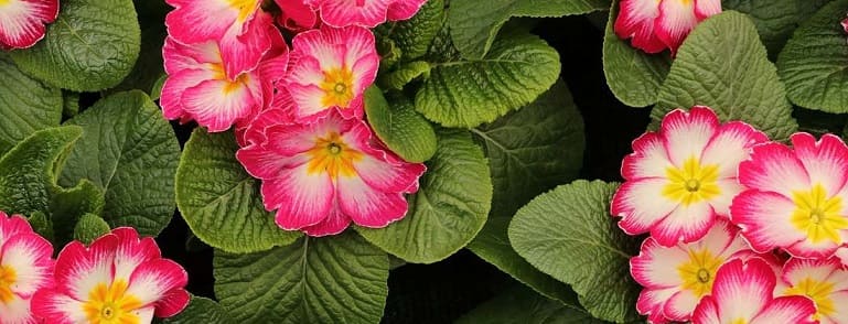 primevères roses