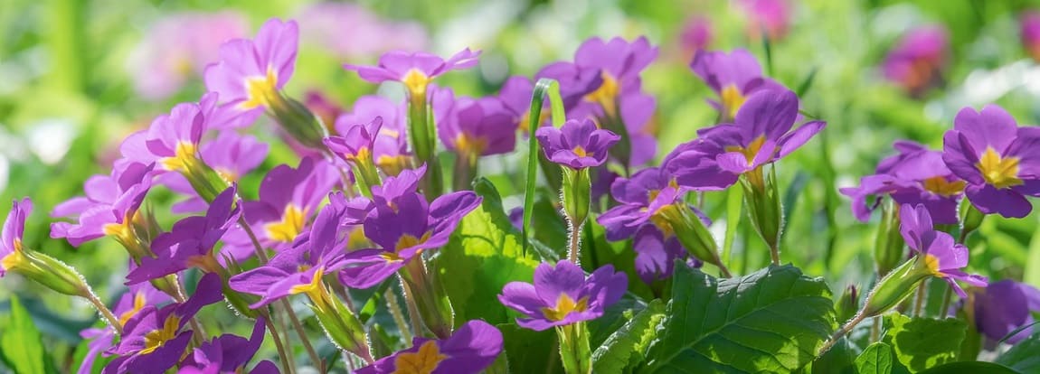 primevères violets