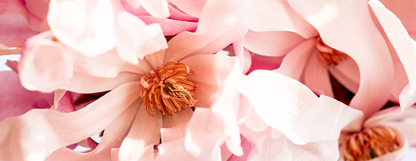 magnolia rose