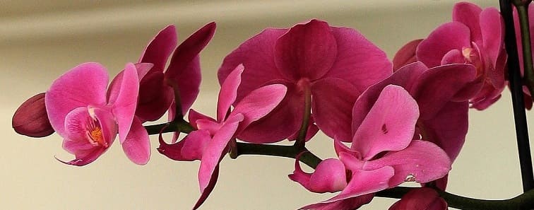 refleurir orchidée