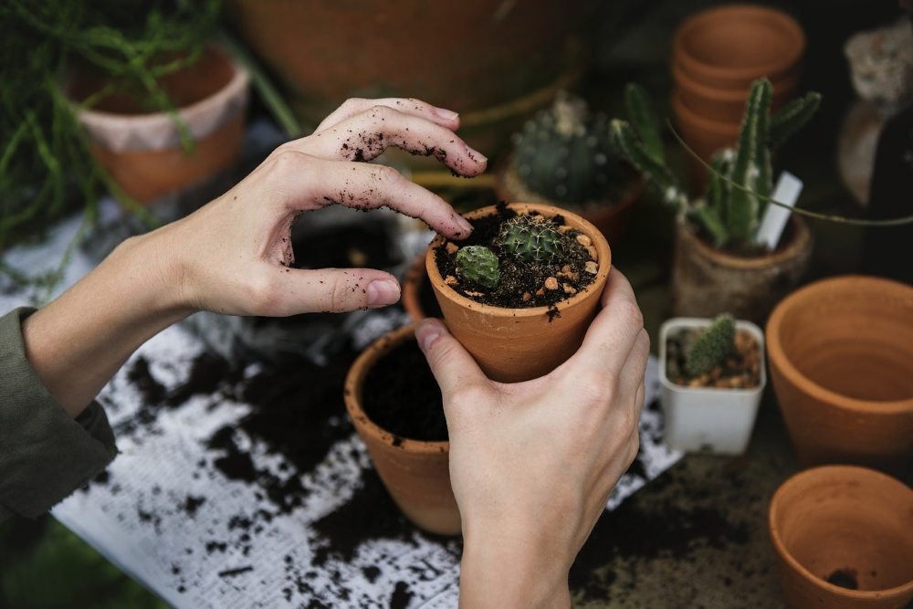 rempoter plante intérieur