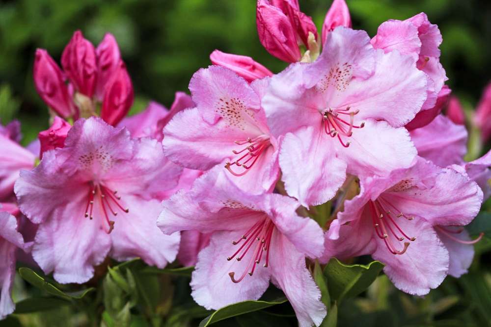 entretien rhododendron