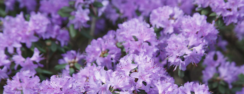 Rhododendron arbuste