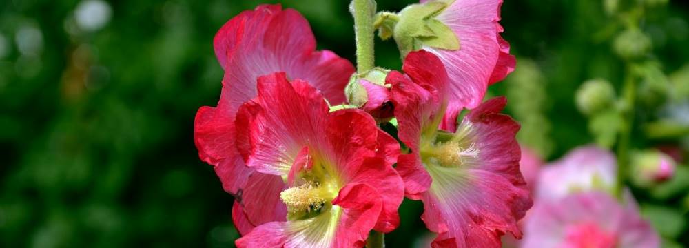 rose tremiere