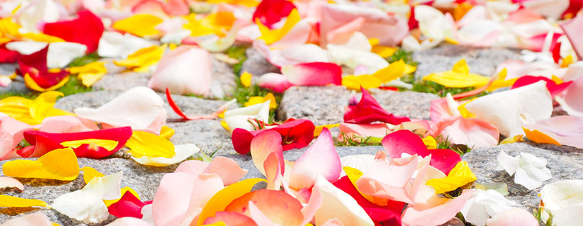 pétales de roses