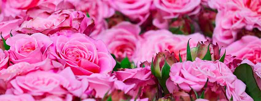 Rosiers Roses