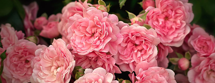 roses rosier