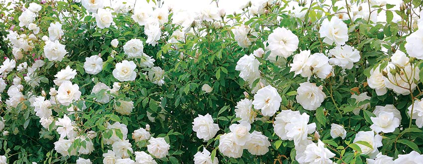 rosier blanc