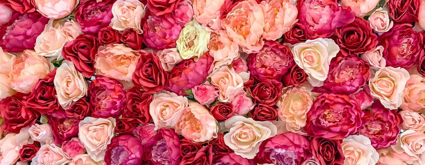 fleurs rose