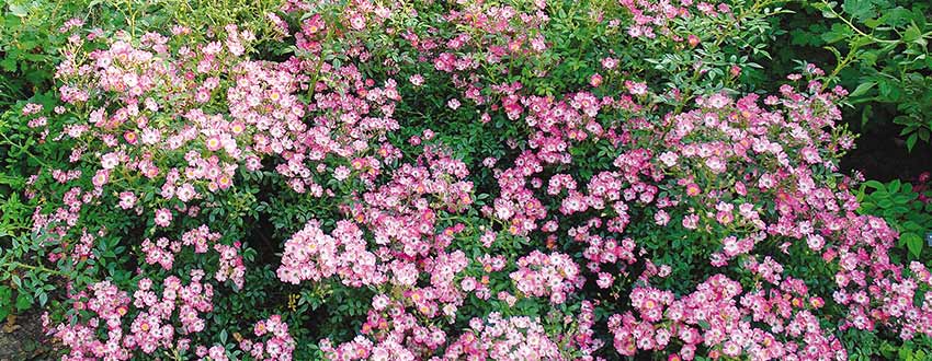 rosiers roses