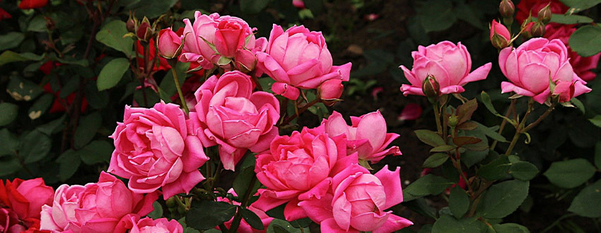 roses roses
