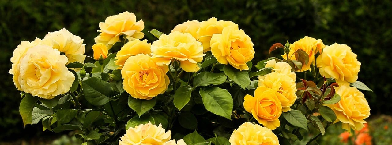 rosier jaune